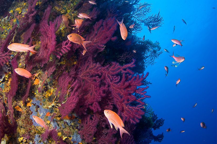 Bunte Fische auf den Medes-Inseln