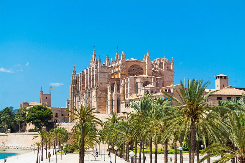 Palmen am Jachthafen mit Blick auf die Kathedrale in Palma de Mallorca