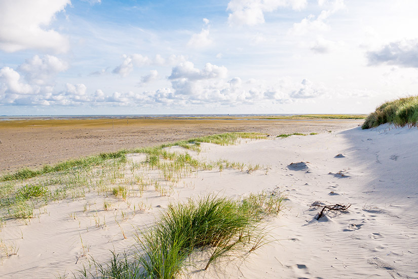 Groene Strand, Terschelling