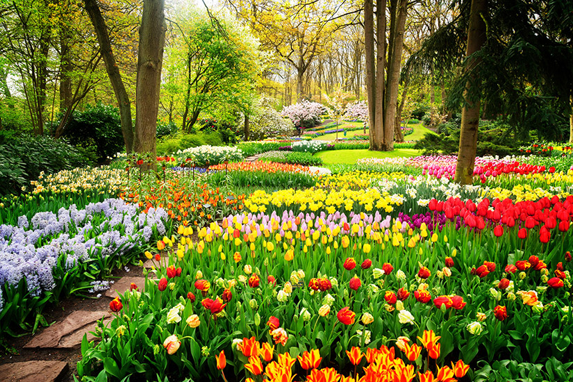 Keukenhof